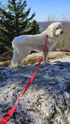 adoptable Dog in  named Coky in VT