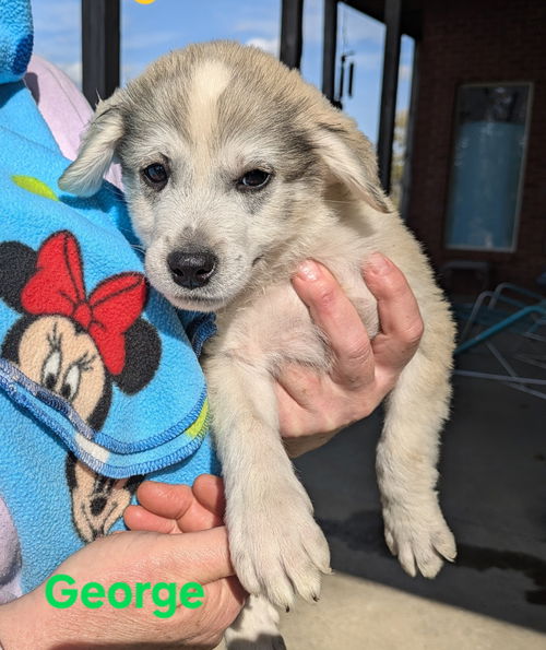 George ~pending adoption