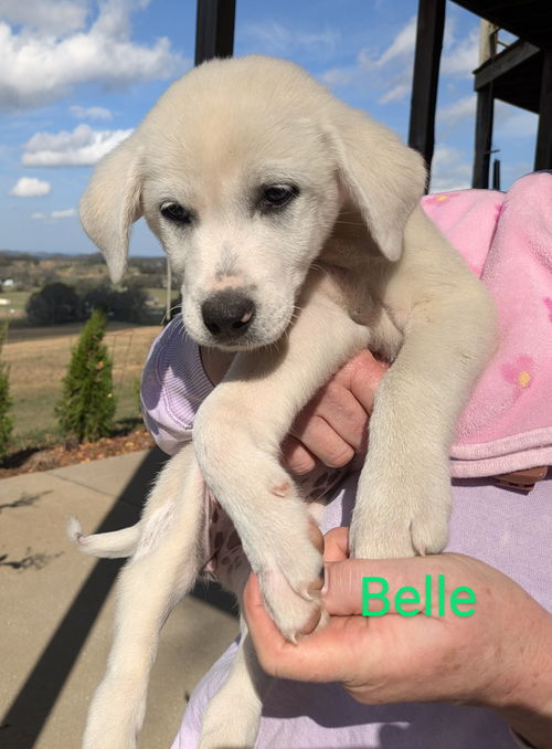 Belle available Dec 4