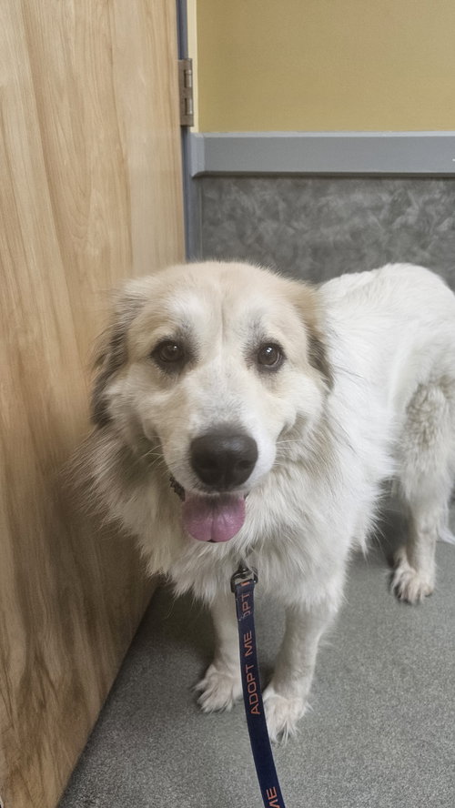 Storm, an adoptable Great Pyrenees in Croydon, NH