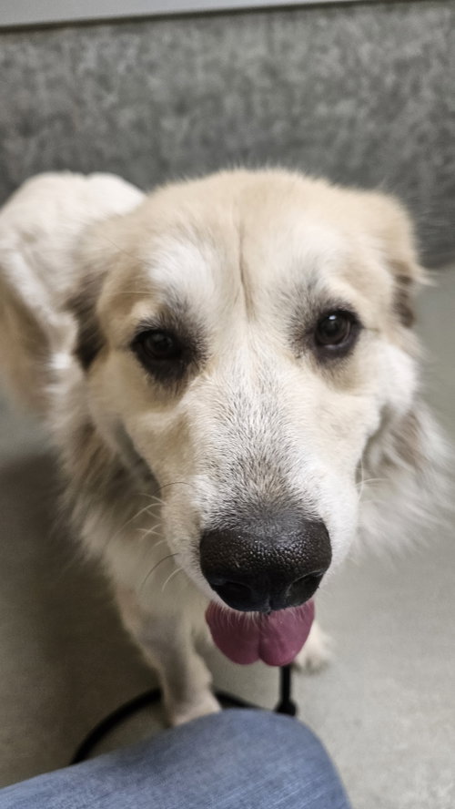 Photo 6 of Storm- sponsored adoption fee