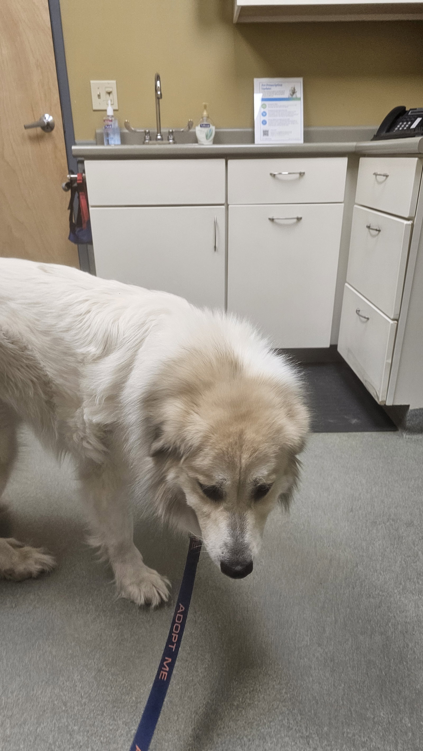 Storm- sponsored adoption fee, photo 7