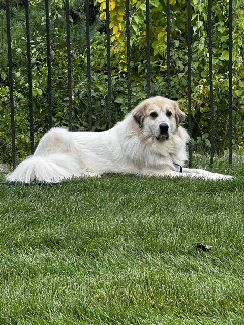 Storm- sponsored adoption fee, an adoptable dog