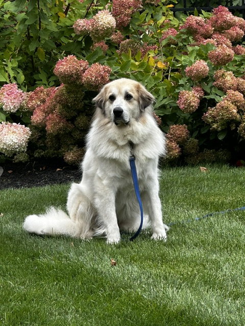 Photo 2 of Storm- sponsored adoption fee