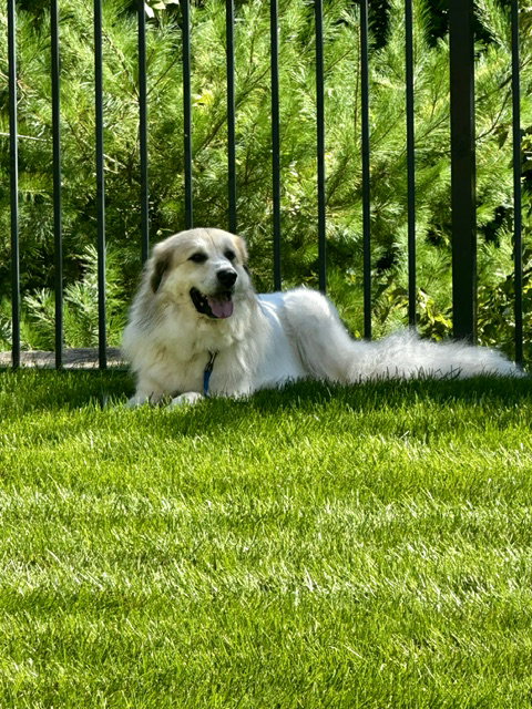 Photo 3 of Storm- sponsored adoption fee