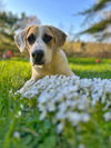 SIMBA- meet me Sat 5/17 Newport
