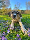 STELLA- meet me Sat 5/17