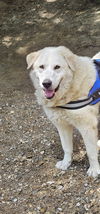 Bailey- in New England