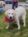 Meet Sneezy 6/7 in Laconia