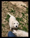 Dopey- meet me Sat 5/17