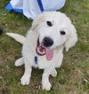 Meet Dopey 6/7 in Laconia