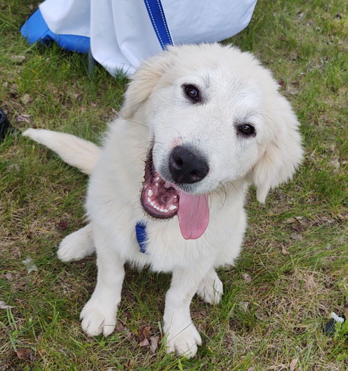 Meet Dopey 6/7 in Laconia