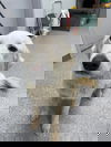 Sadie (2)