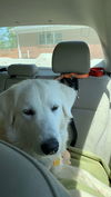 Sadie (2)