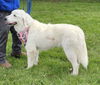 Sadie (2)