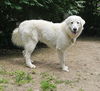 Sadie (2)
