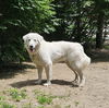 Sadie (2)