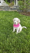 Cassie pup available 6/4