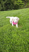 Cassie pup available 6/4
