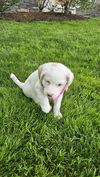 Cassie pup available 6/4
