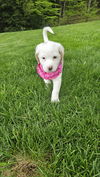 Cassie pup available 6/4