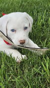 Phoebe available  6/4