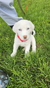 Phoebe available  6/4