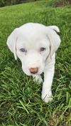 Phoebe available  6/4