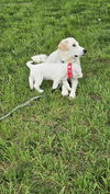 Phoebe available  6/4