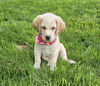Stryker available 6/4