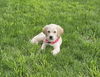 Stryker available 6/4