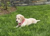 Stryker available 6/4