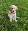 Stryker available 6/4