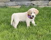 Chubbs available 6/4