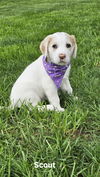 Scout available 6/4