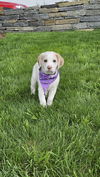 Scout available 6/4