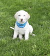 Tex available 6/4