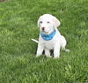 Tex available 6/4