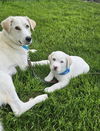Tex available 6/4