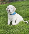 Tex available 6/4