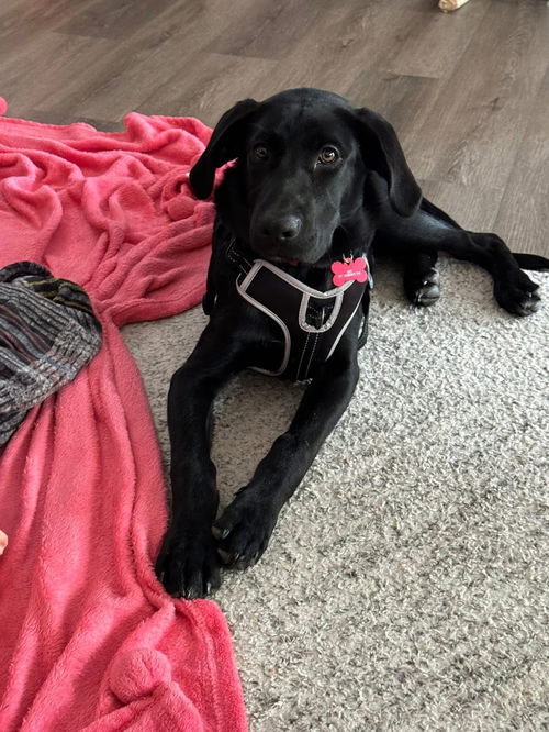 Meet Max 6/7 in Laconia
