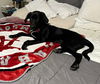Meet Max 6/7 in Laconia