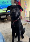 Meet Max 6/7 in Laconia