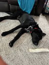 Meet Max 6/7 in Laconia