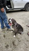 Meet Henry 6/7 in Laconia