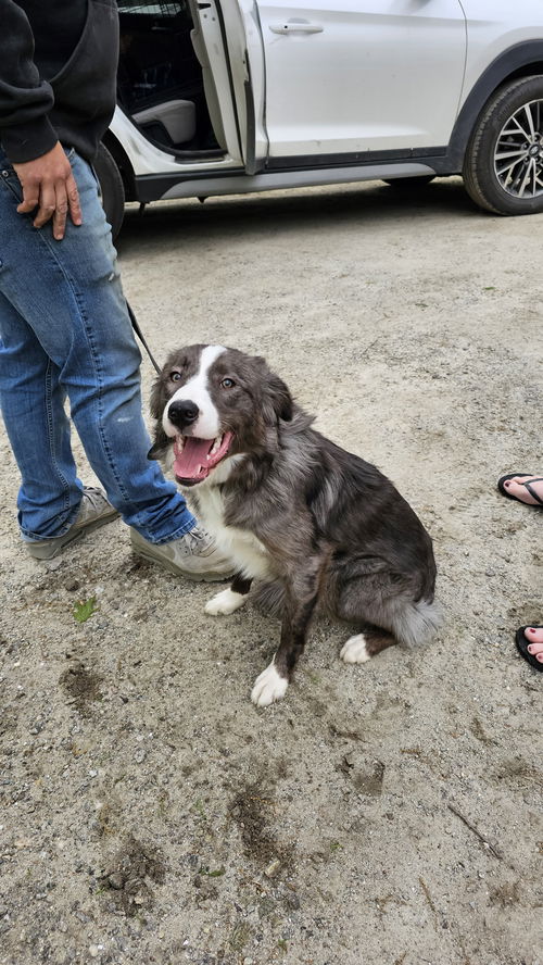 Meet Henry 6/7 in Laconia