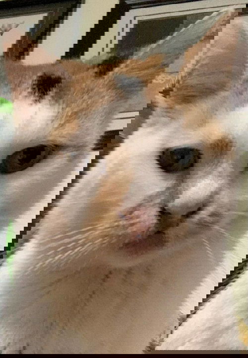 Callie- sponsored fee