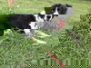 Dash- available late June