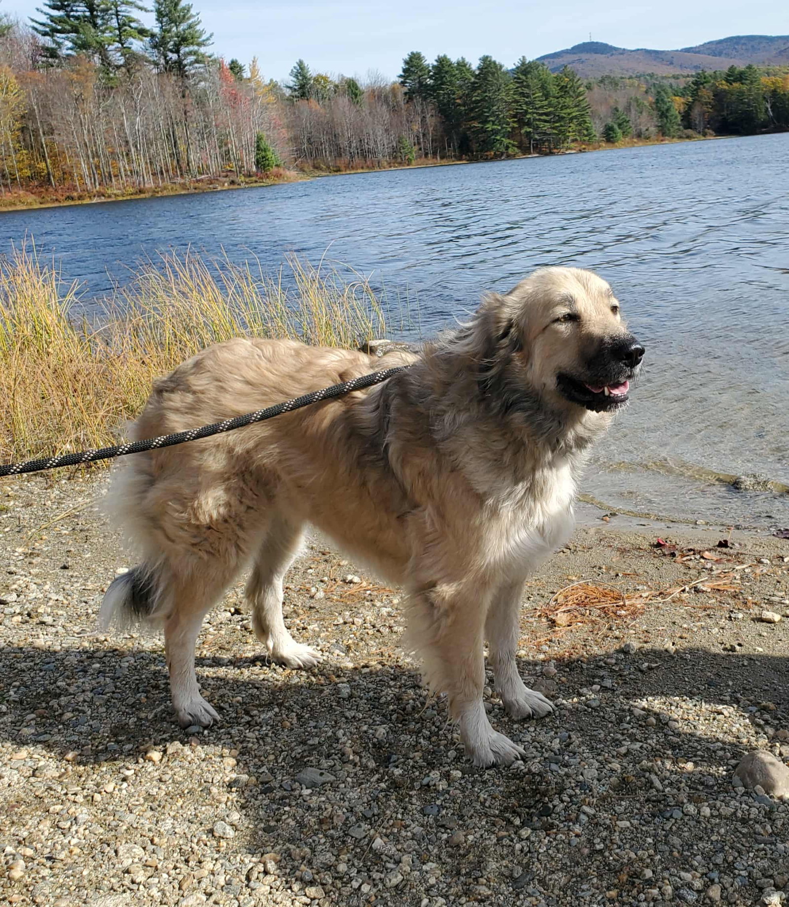 Sophia