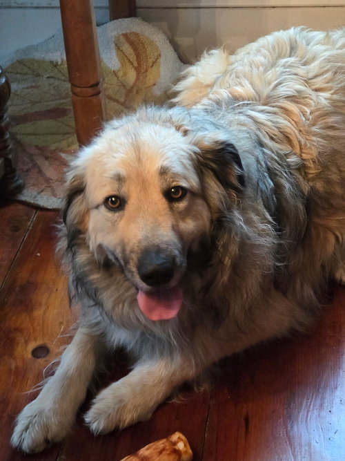 picture of the dog needing adoption